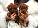 Safkan Ve Irk Garantili Toy Poodle Yavrularımız