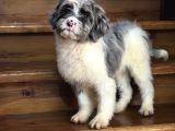 BLUE MERLE ÖZEL RENK BERNEDOODLE AŞILI YAVRUMUZ