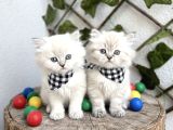 Ev Ortamindan Di̇şi̇ Erkek Pofuduk Sağlikli Bebeler