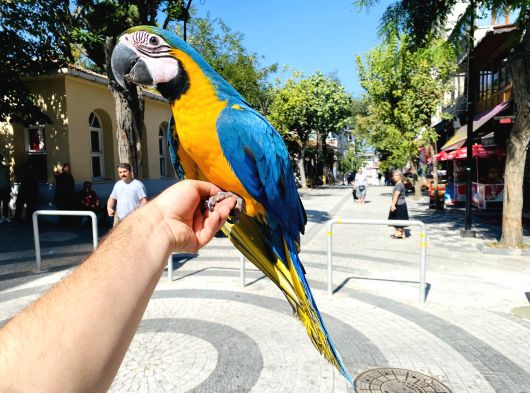 Sarilaci̇vert Macaw Papağanimiz Eği̇ti̇mli̇ Konuşan