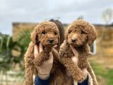 Standart poodle dev boy bebekler