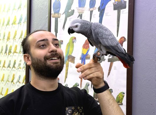100 Keli̇me Konuşan Eği̇ti̇mli̇ Jako Papağani görsel