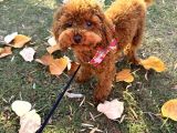 Toy Poodle Sahiplendirme