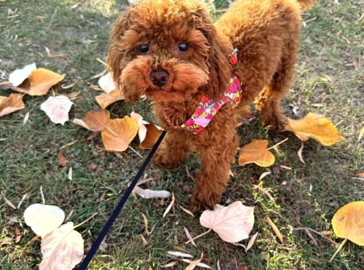 Toy Poodle Sahiplendirme