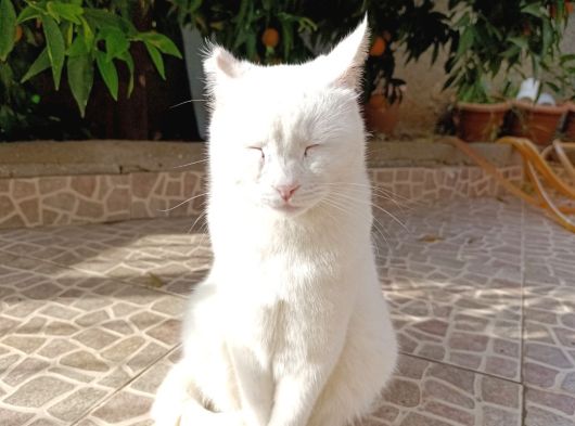 Adana Çukurova Kayıp Kedi Bulana 4000 Tl Verilecektir görsel