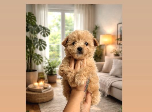 Efsane Güzellikte Maltipoo Efsane görsel