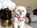 Scottish Fold Yavrular