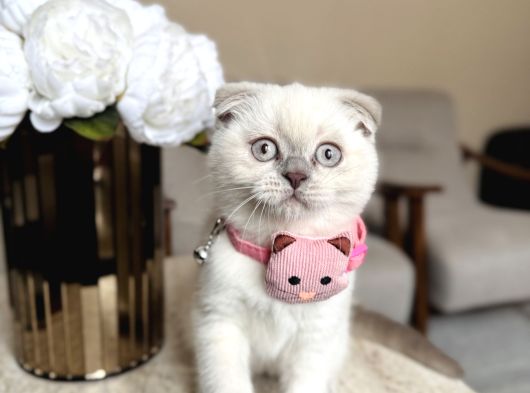 Scottish Fold Yavrular görsel
