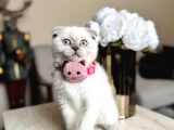 Scottish Fold Yavrular