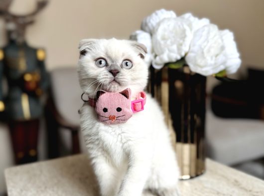 Scottish Fold Yavrular görsel