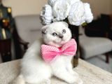 Scottish Fold Yavrular