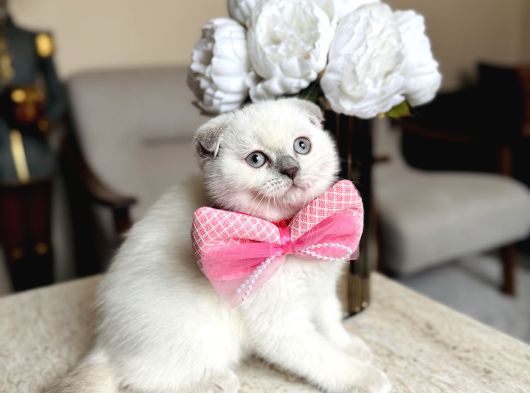 Scottish Fold Yavrular görsel