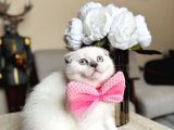 Scottish Fold Yavrular