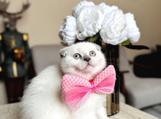 Scottish Fold Yavrular görsel