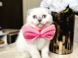 Scottish Fold Yavrular