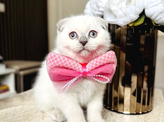 Scottish Fold Yavrular görsel