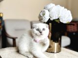 Scottish Fold Yavrular