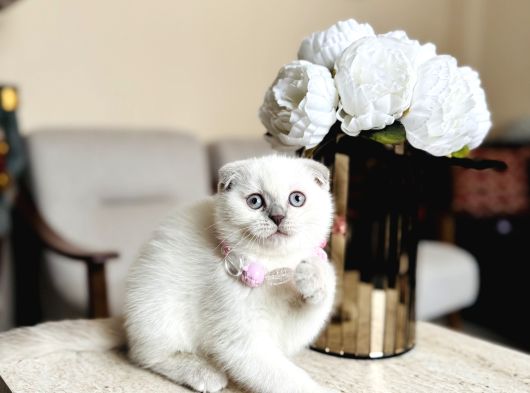 Scottish Fold Yavrular görsel