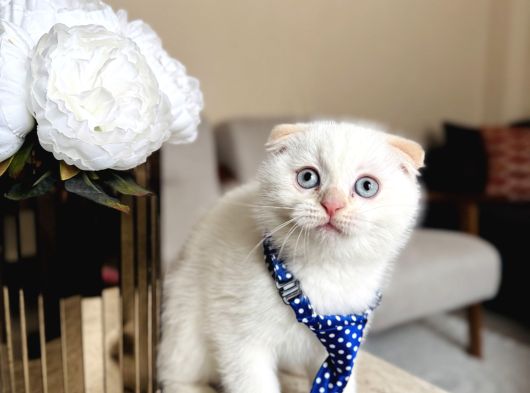 Scottish Fold Yavrular görsel
