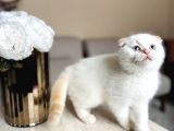 Scottish Fold Yavrular