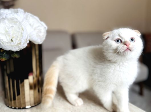 Scottish Fold Yavrular görsel