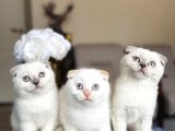 Scottish Fold Yavrular