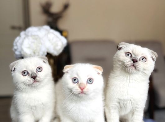 Scottish Fold Yavrular