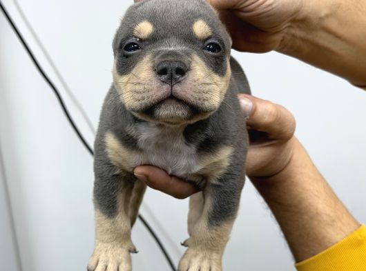 Exotic Bully Baba İtalyadan Anne 3X Mastermint Kızı görsel