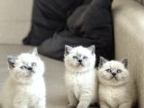Ayi Surat Bri̇ti̇sh Shorthai̇r Blue Poi̇nt Yavrularim