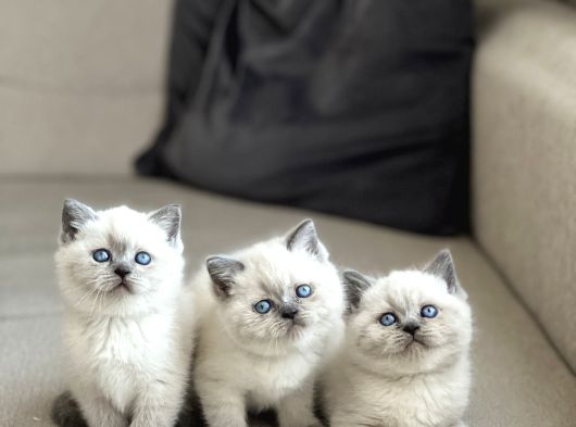 Ayi Surat Bri̇ti̇sh Shorthai̇r Blue Poi̇nt Yavrularim