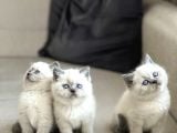 Ayi Surat Bri̇ti̇sh Shorthai̇r Blue Poi̇nt Yavrularim