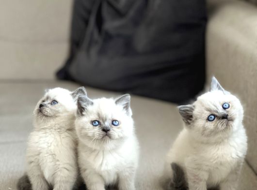 Ayi Surat Bri̇ti̇sh Shorthai̇r Blue Poi̇nt Yavrularim görsel