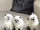Ayi Surat Bri̇ti̇sh Shorthai̇r Blue Poi̇nt Yavrularim