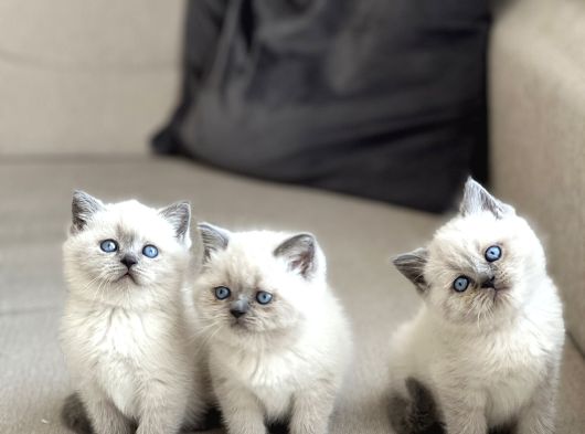 Ayi Surat Bri̇ti̇sh Shorthai̇r Blue Poi̇nt Yavrularim görsel
