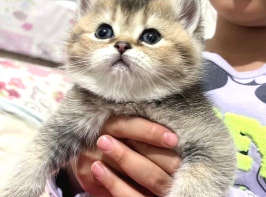 Dişi Golden Tabby