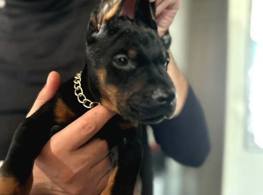 Üst Segment Doberman Yavruları görsel