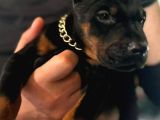Üst Segment Doberman Yavruları