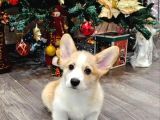 Kısa Kuyruk Kraliyet Köpeği  Secereli Welsh Corgi