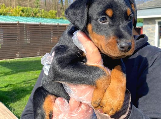 Kralların Bekçi Köpeği Doberman Yavruları görsel