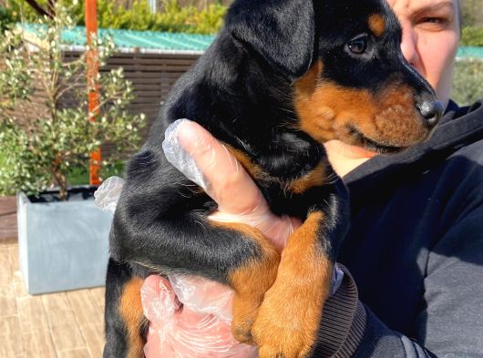 Kralların Bekçi Köpeği Doberman Yavruları görsel