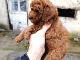 Korekan Poodle Yavrularim