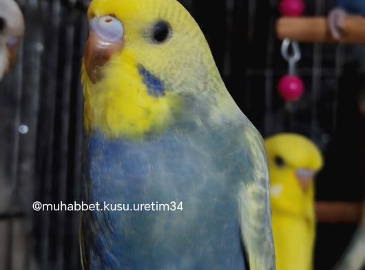 İstanbulun Tüm Ilçelerine  Ele Gelen Muhabbet Kuşu görsel