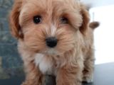 Efsane Güzel Malti̇poo Bebekleri̇ Si̇zleri̇ Bekli̇yor
