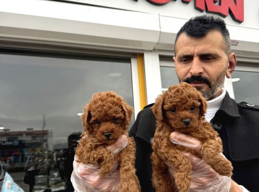 Show Kali̇te Toy Poodle Yavrular Geldi̇ Ank Mağazamizda Görün