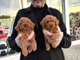 Show Kali̇te Toy Poodle Yavrular Geldi̇ Ank Mağazamizda Görün