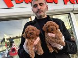 Show Kali̇te Toy Poodle Yavrular Geldi̇ Ank Mağazamizda Görün