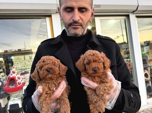 Show Kali̇te Toy Poodle Yavrular Geldi̇ Ank Mağazamizda Görün görsel