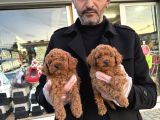 Show Kali̇te Toy Poodle Yavrular Geldi̇ Ank Mağazamizda Görün