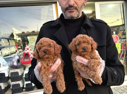 Show Kali̇te Toy Poodle Yavrular Geldi̇ Ank Mağazamizda Görün görsel