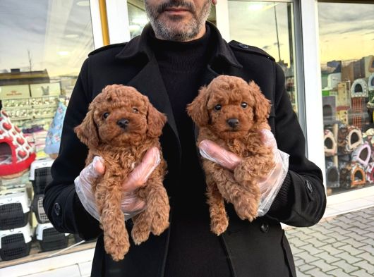 Show Kali̇te Toy Poodle Yavrular Geldi̇ Ank Mağazamizda Görün görsel